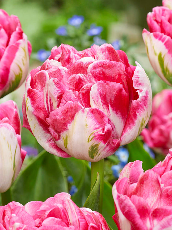 Double Tulip Marshmallow EU spring delivery
