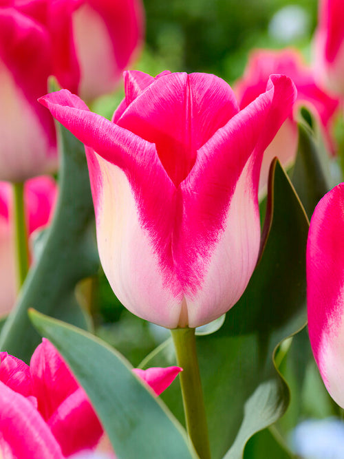 Buy Tulip Memphis Bulbs