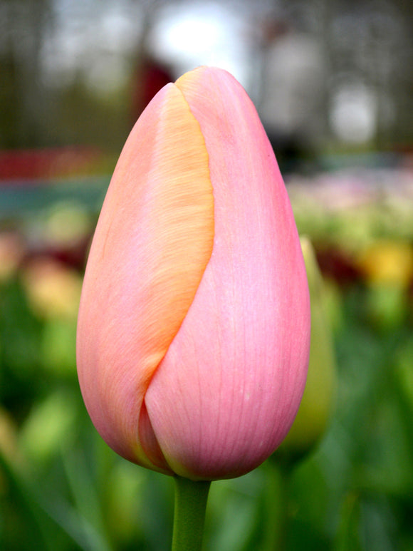 Tulip Bulbs Menton from Holland
