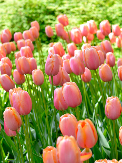 Tulip Bulbs - Menton - UK delivery