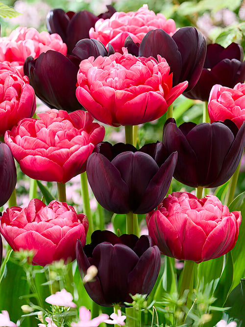 Buy Tulip Midnight Rose Collection