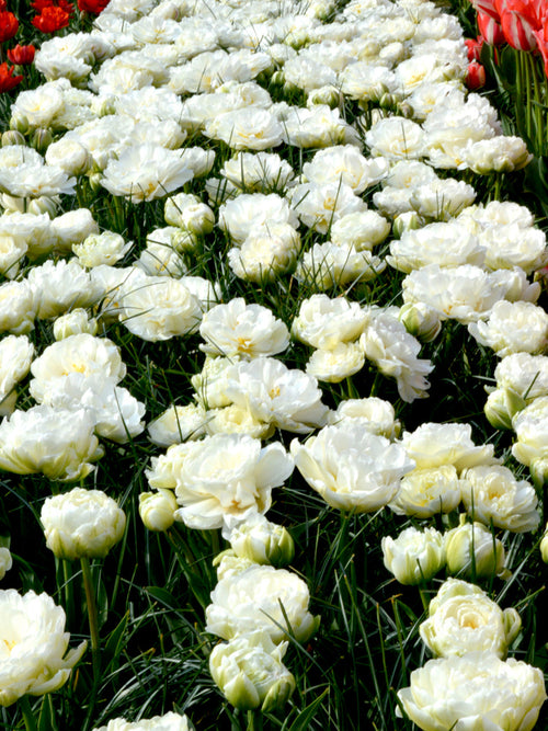 Double Tulip Bulbs Mondial - UK Delivery