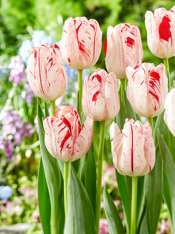 Tulip One Direction mid-spring flowers
