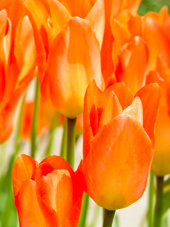 Tulip Orange Emperor - UK Delivery
