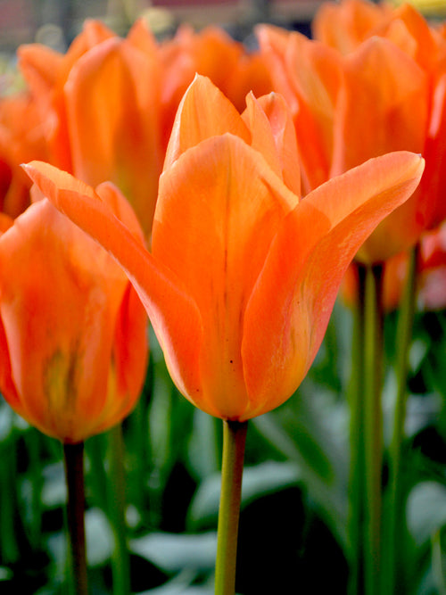 Tulip Fosteriana Orange Emperor - UK Delivery