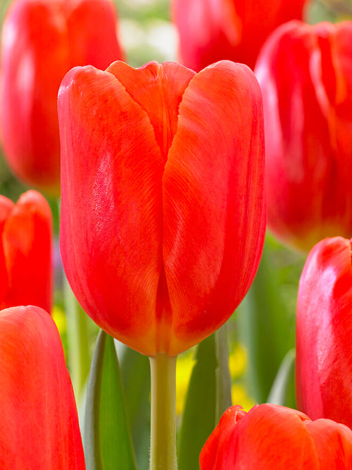 Buy Tulip Orange Juice bulbs