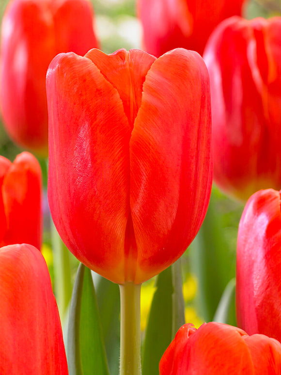 Buy Tulip Orange Juice bulbs