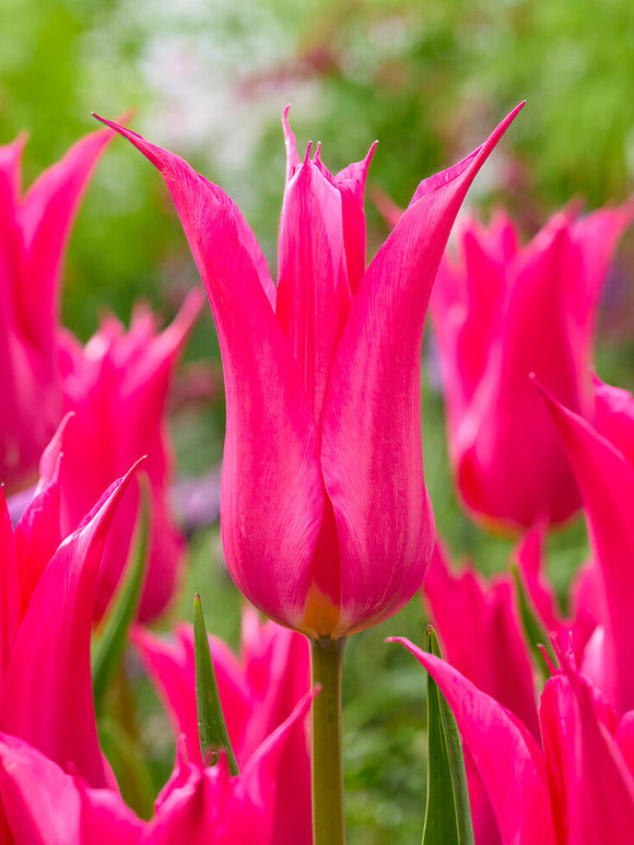 Buy Tulip Oriental Pearl bulbs
