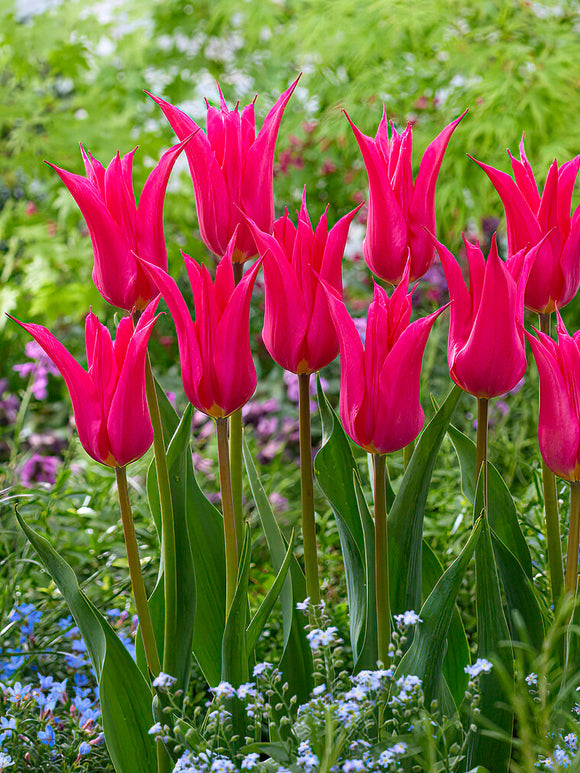 Tulip Oriental Pearl