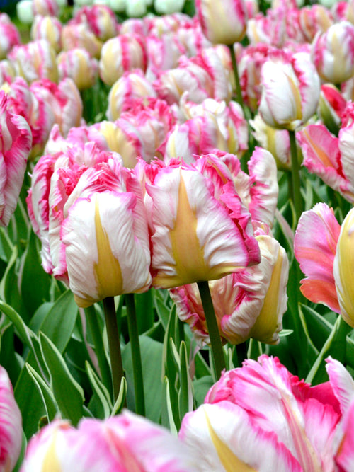 Buy Tulip Bulbs Parrot Pink Vision