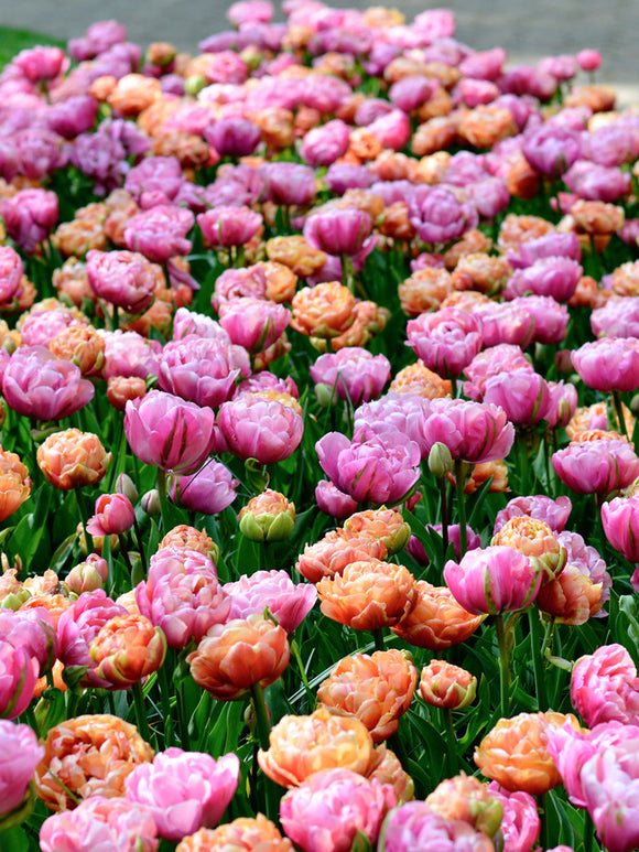 Buy Tulip Bulbs from Holland for delivery in the UK