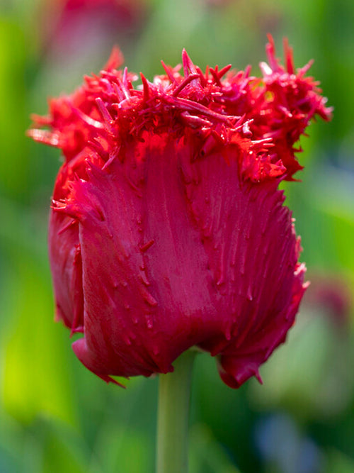 Red Fringed Tulip Bulbs Philly Belle