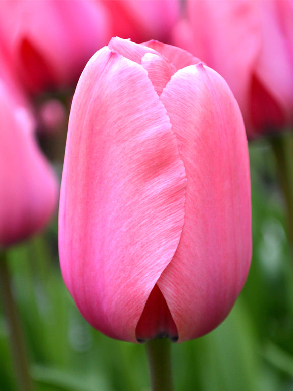 Tulip Bulbs Pink Impression