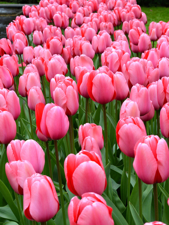 Darwin Tulip Bulbs Pink Impression UK Delivery