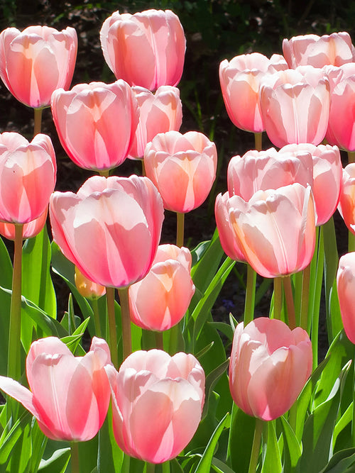 Tulip Pink Impression UK Delivery