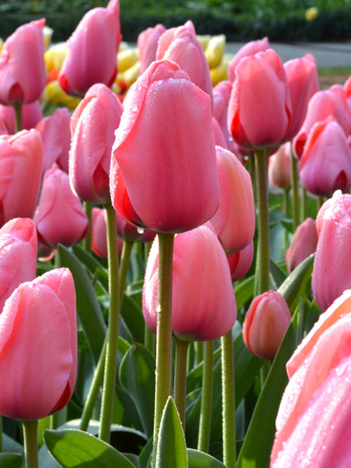 Tulip Pink Impression UK Delivery