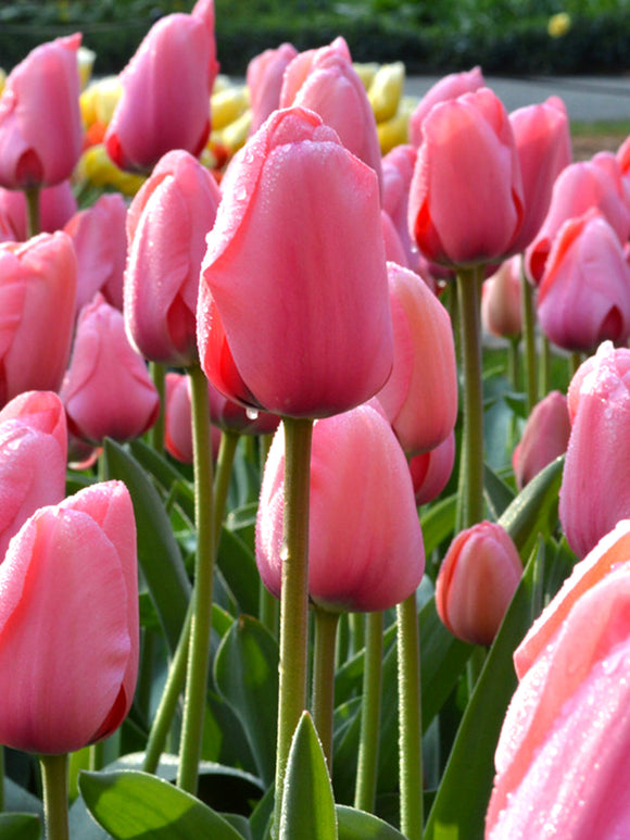 Tulip Pink Impression UK Delivery