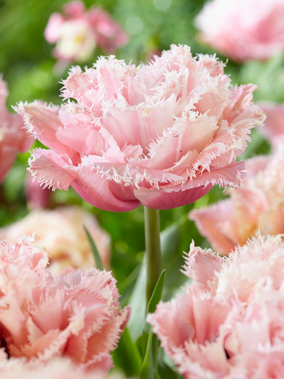 Pink fringed tulip bloom detail