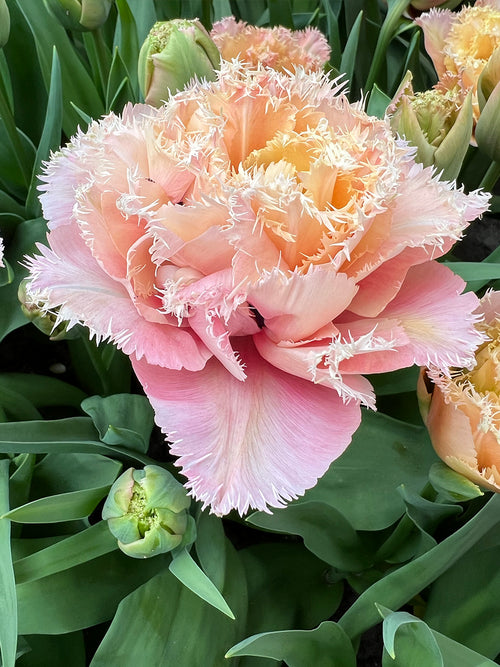 Double tulip Pink Magic close view