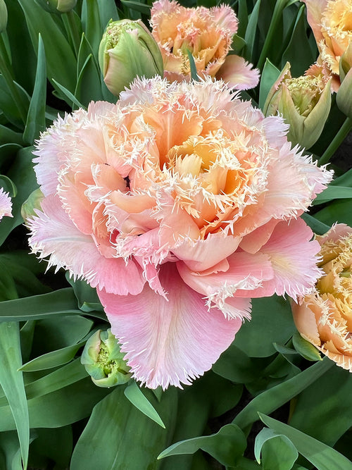 Blush pink tulip with fringed petals