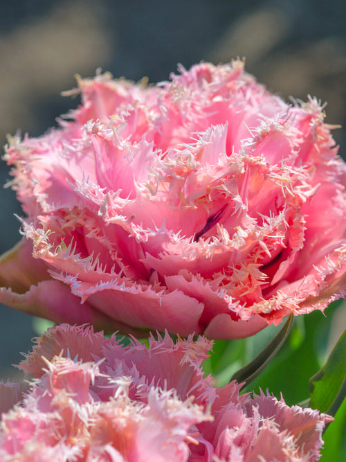 Mid spring blooming Pink Magic tulip