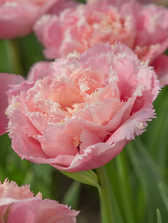 Tulip Pink Magic double flower