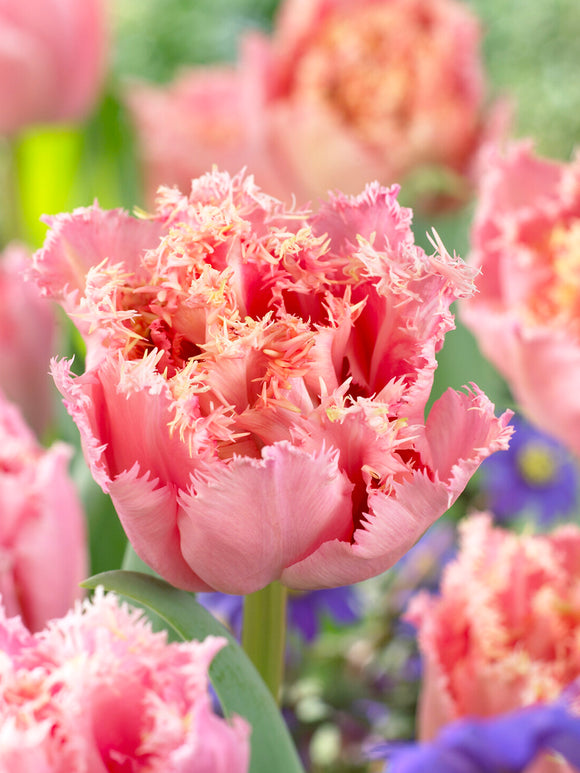 Pink fringed tulip bloom detail