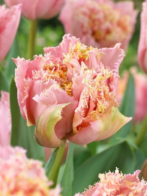 Double tulip Pink Magic close view