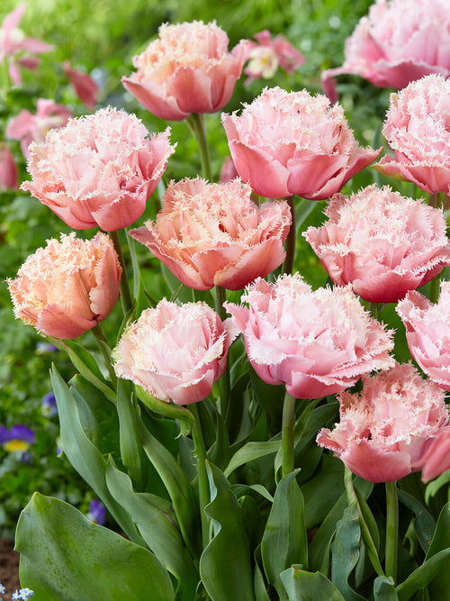 Blush pink tulip with fringed petals