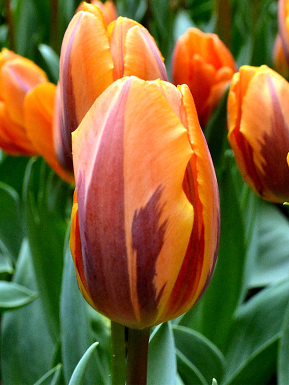 Heirloom Tulip Bulbs Princess Irene Orange