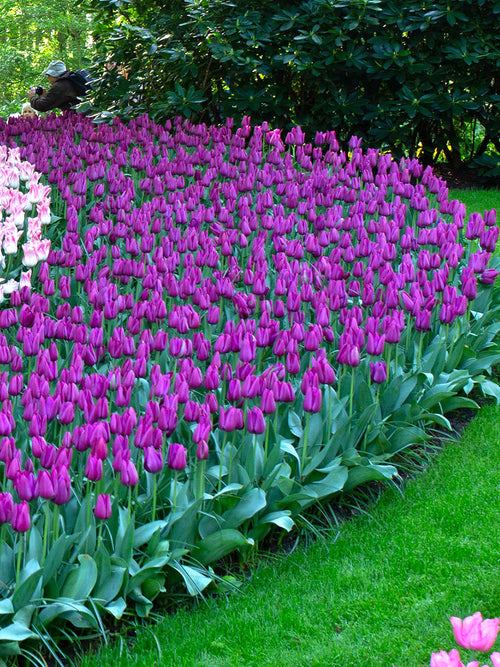 Tulip Bulbs Purple Prince