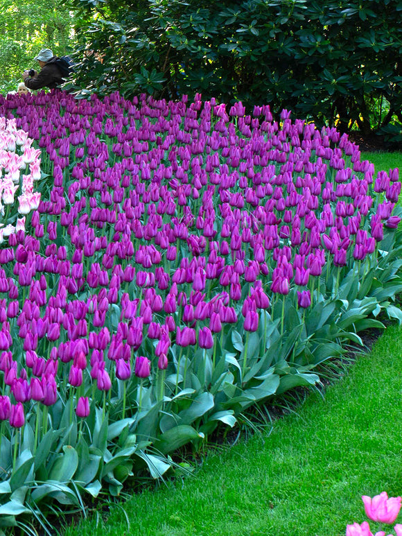 Tulip Bulbs Purple Prince