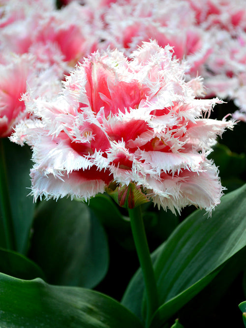 Tulip queensland bulbs UK shipping