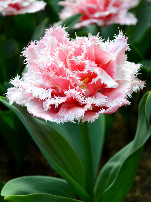 Tulip Bulbs Queensland