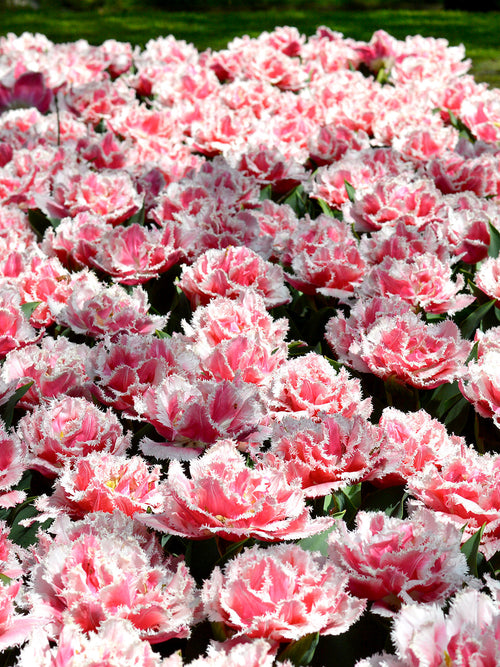 tulip queensland bulbs UK Delivery