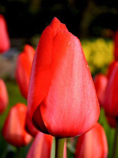Tulip Bulbs Red Impression