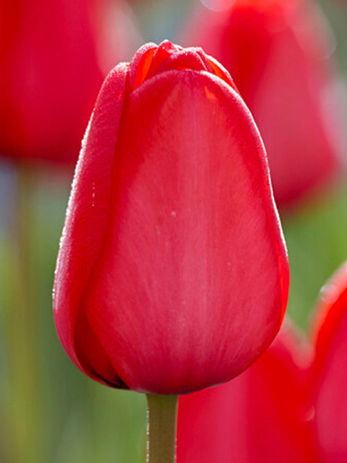 Red Large Tulip Bulbs for shipping to the UK