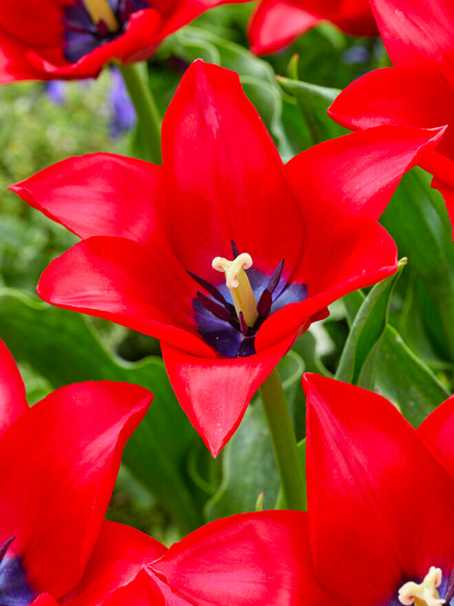 Tulip Red Lightning Blue bulbs