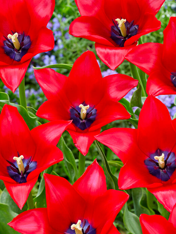 Tulip Red Lightning Blue - EU Shipping in Autumn