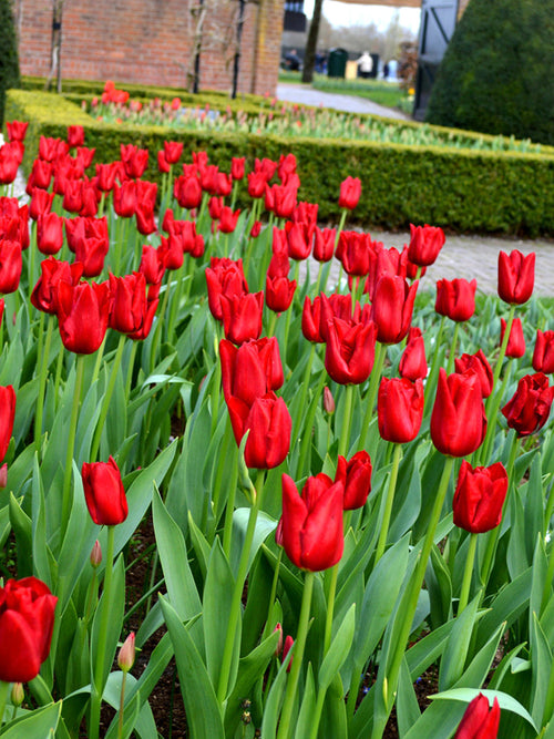Tulip Bulbs - Red Power UK Delivery
