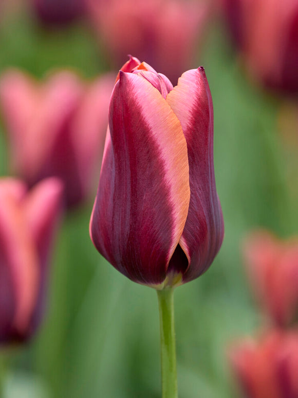 Bi-colour Tulip ‘Slawa’ bloom