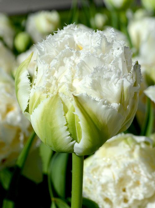Tulip snow crystal bulbs