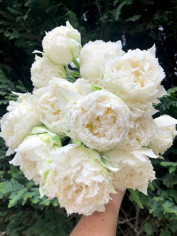 Snow Crystal tulip bulbs - UK Shipping