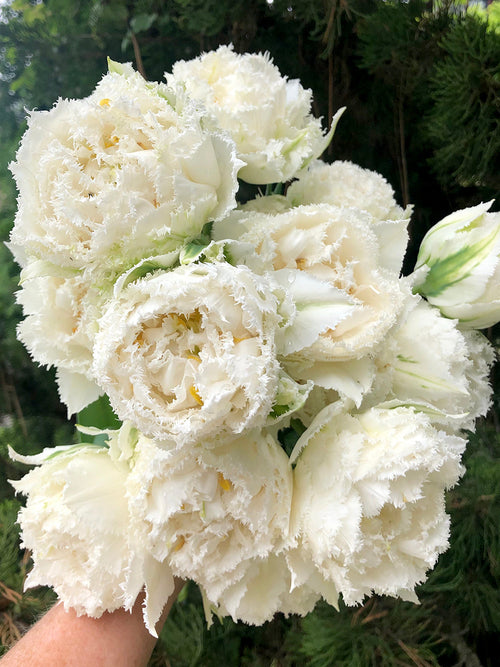 Tulip Bulbs snow crystal UK Delivery