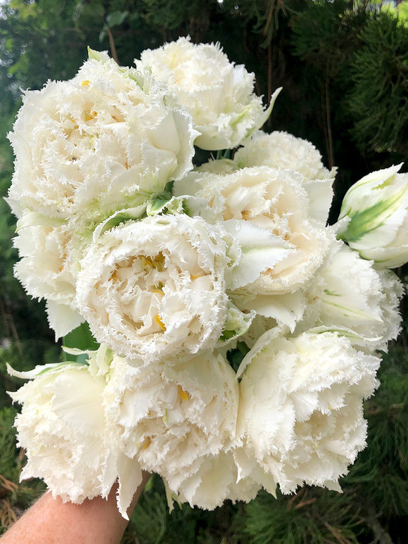 Tulip Bulbs snow crystal UK Delivery