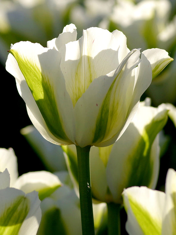 Tulip Spring Green Bulbs White
