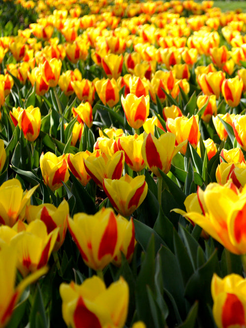 Tulip Bulbs Stresa
