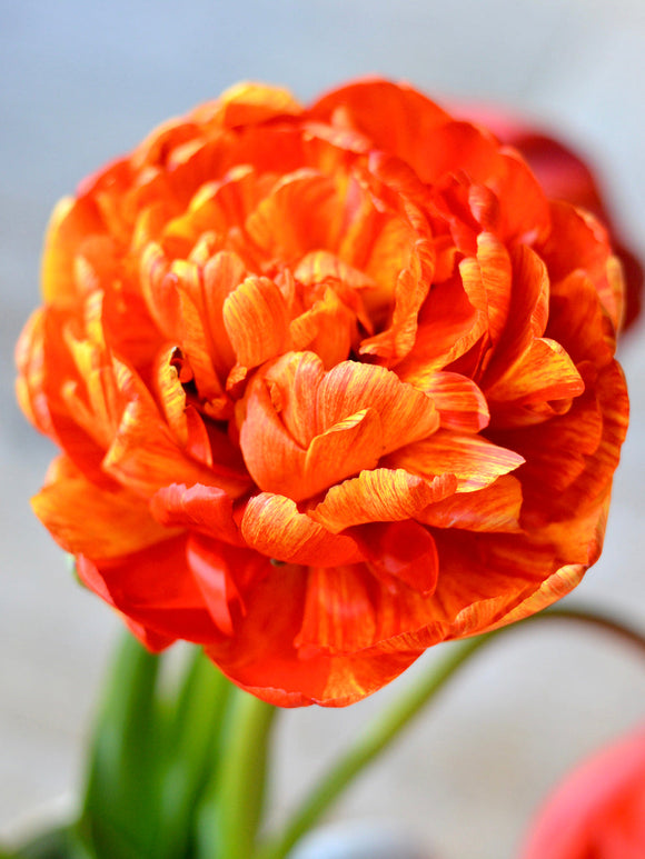 Tulip Bulbs Sunlover