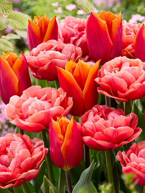Tulip Sunset Glow Collection