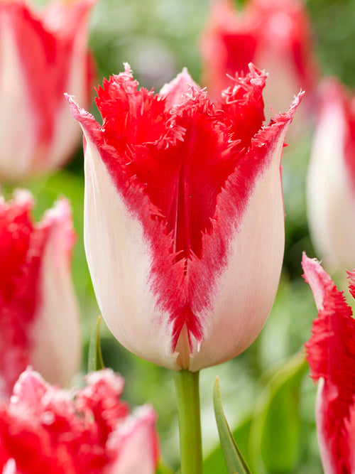 Fringed Tulip Sweet Paradise cream and red bloom